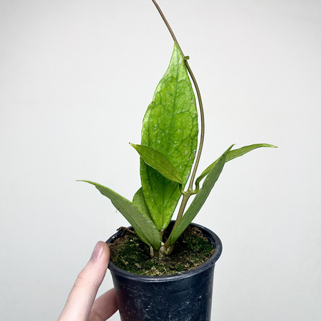 Hoya Germany Pa La U Hoja