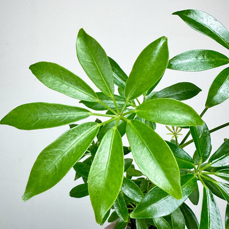 Schefflera Arboricola Luseana Szeflera Drzewiasta P9