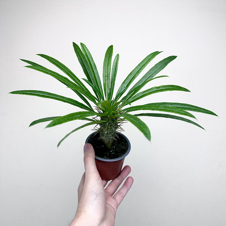 Pachypodium lamerei palma Madagaskaru P9