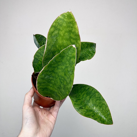 Sansevieria masoniana Sanseweria P12