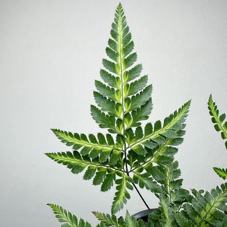 Rumohra adiantiformis Variegata Paproć P11