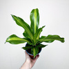 Dracaena Fragrans Burley Dracena Wonna P14