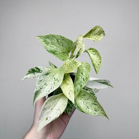 Epipremnum aureum Snow Queen P9