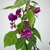 Bugenwilla fioletowa Bougainville