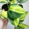Philodendron Scandens Brasil Filodendron P9