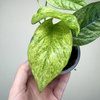 Epipremnum pinnatum Cream Mint Variegata P9