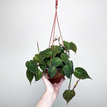 Philodendron Scandens Micans Filodendron P17 wisząca