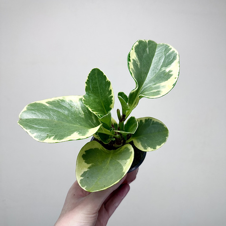 Peperomia obtusifolia Variegata P9