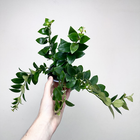 Aeschynanthus Mona Lisa Eszynanthus P9