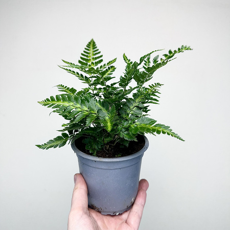 Rumohra adiantiformis Variegata Paproć P11