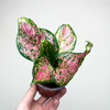 Aglaonema Zircon Red Aglonema P9