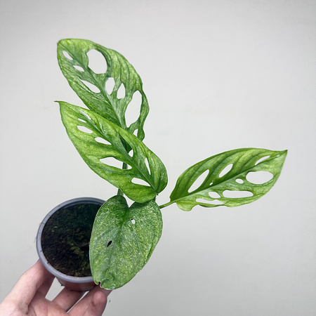 Monstera adansonii Mint P9