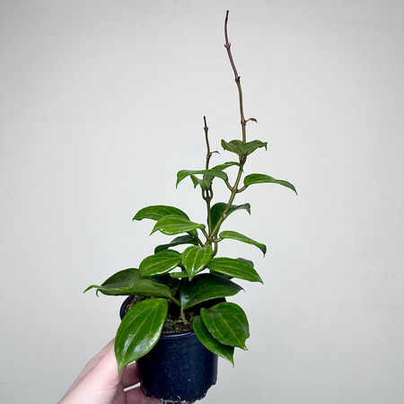 Hoya Merrillii Hoja P11