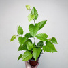Cissus australijski Cissus antarctica P12