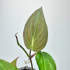Philodendron Scandens Micans Filodendron P9