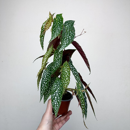 Begonia Double Dot P9