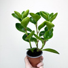 Peperomia obtusifolia Lemon Lime Peperomia tępolistna