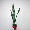 Sansewieria gwinejska Black Coral Sansevieria trifasciata P9
