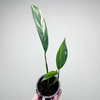 Epipremnum amplissimum Variegata P9