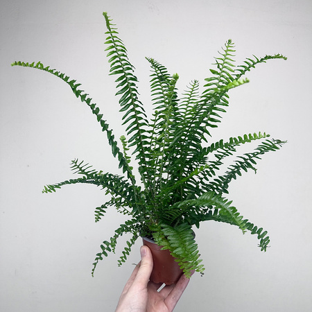 Paproć Kimberly Queen P9