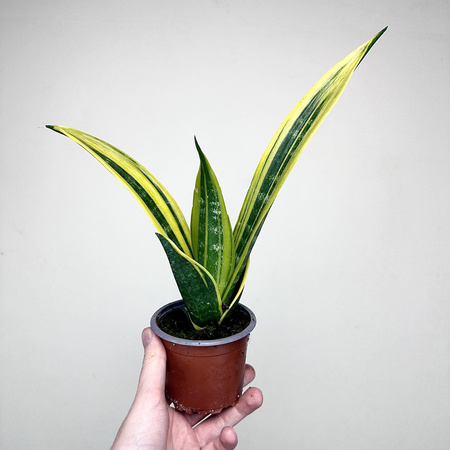Sansevieria trifasciata Golden Flame Sansewieria P9
