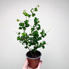 Ficus Benjamina Barok Figowiec Fikus P9