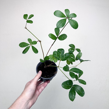 Cissus digitata Cissus palczasty