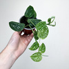Scindapsus Pictus Argyraeus Scindapsus pstry P9