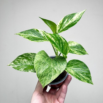 Epipremnum aureum Marble Queen P9