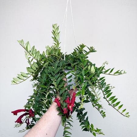 Aeschynanthus Caroline Eszynanthus P15 wisząca