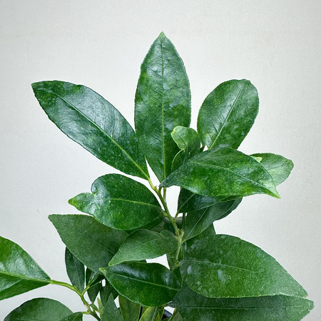 Limequat drzewko cytrusowe P12