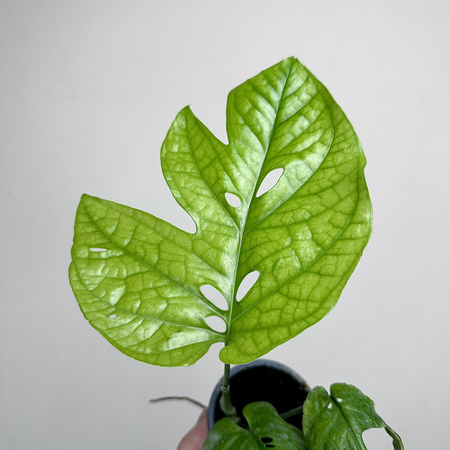 Amydrium medium Monstera Spiderman P9