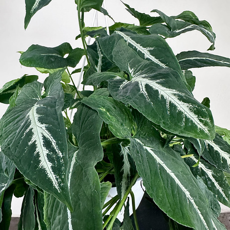 Syngonium Wendlandii Green Velvet Zroślicha P19 wisząca