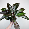 Philodendron Imperial Red Filodendron