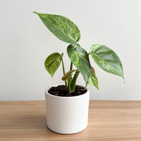 Philodendron hederaceum Oxycardium Variegata Filodendron P9