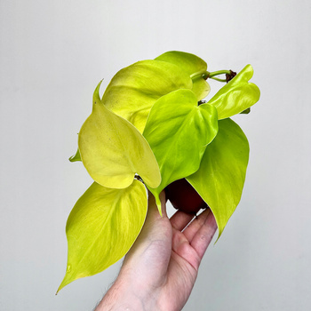 Philodendron Lemon Lime Filodendron P9