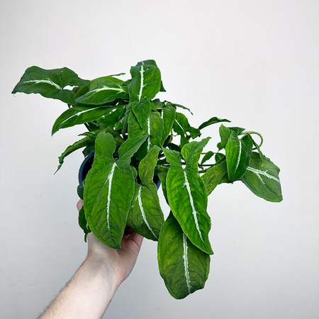 Syngonium Wendlandii Green Velvet Zroślicha P14