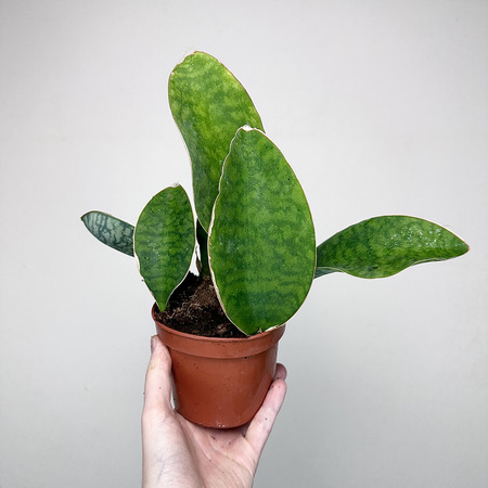 Sansevieria masoniana Sanseweria P12