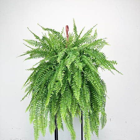 Paproć Boston Nephrolepis P22 wisząca