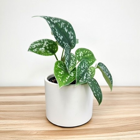 Scindapsus Pictus Argyraeus Scindapsus pstry P7