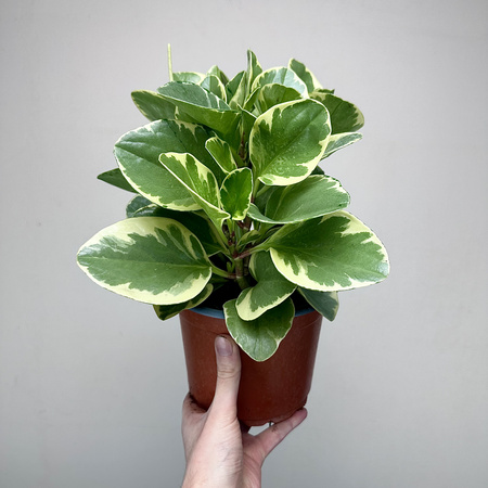 Peperomia obtusifolia Variegata P17