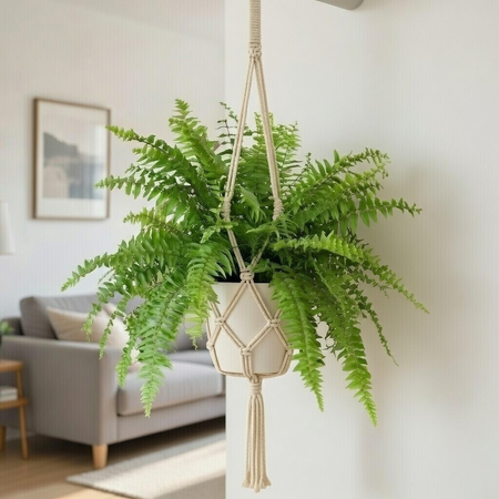 Paproć Macho Nephrolepis P19 wisząca