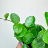 Hoya Mathilde Hoja P9