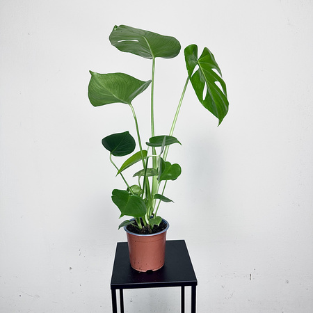 Monstera deliciosa Tauerii Dziurawa P14