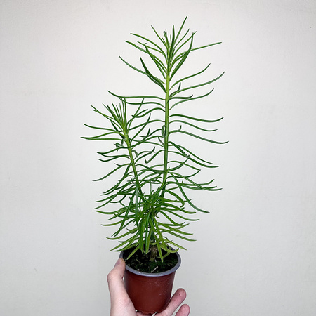 Peperomia ferreyrae Happy Bean P9