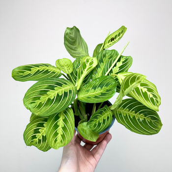 Maranta Lemon Lime P12