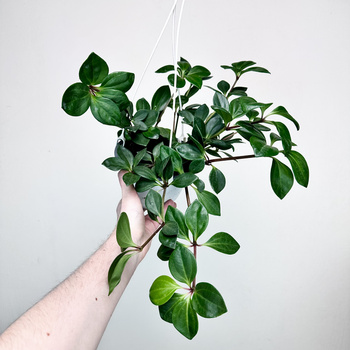 Peperomia Pereskiifolia P15 wisząca