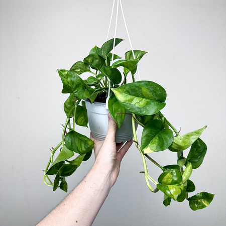 Epipremnum pinnatum Global Green P17 wisząca