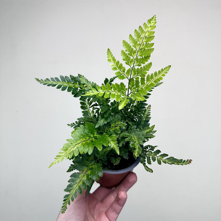 Rumohra adiantiformis Variegata Paproć P9