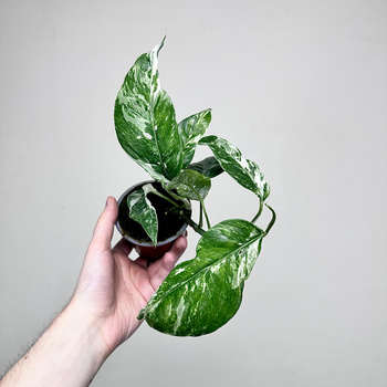 Epipremnum pinnatum Variegata P9